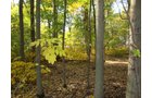 Property photo 7 - 145+/- Acres Offered in 6 Tracts Real Estate Auction